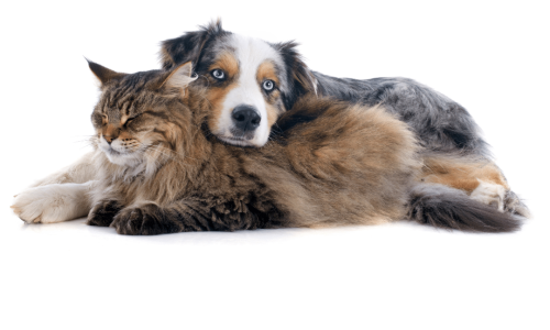 Diseño sin título (21)